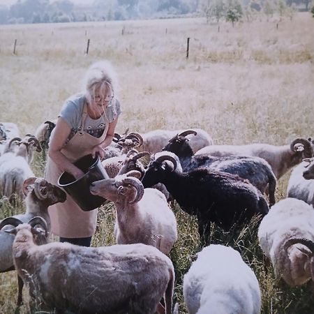 Pipowagen Elsebein Groningen Westerwolde unieke ligging met eigen tuin en vrij uitzicht over veld naar natuurgebied Onstwedde Buitenkant foto