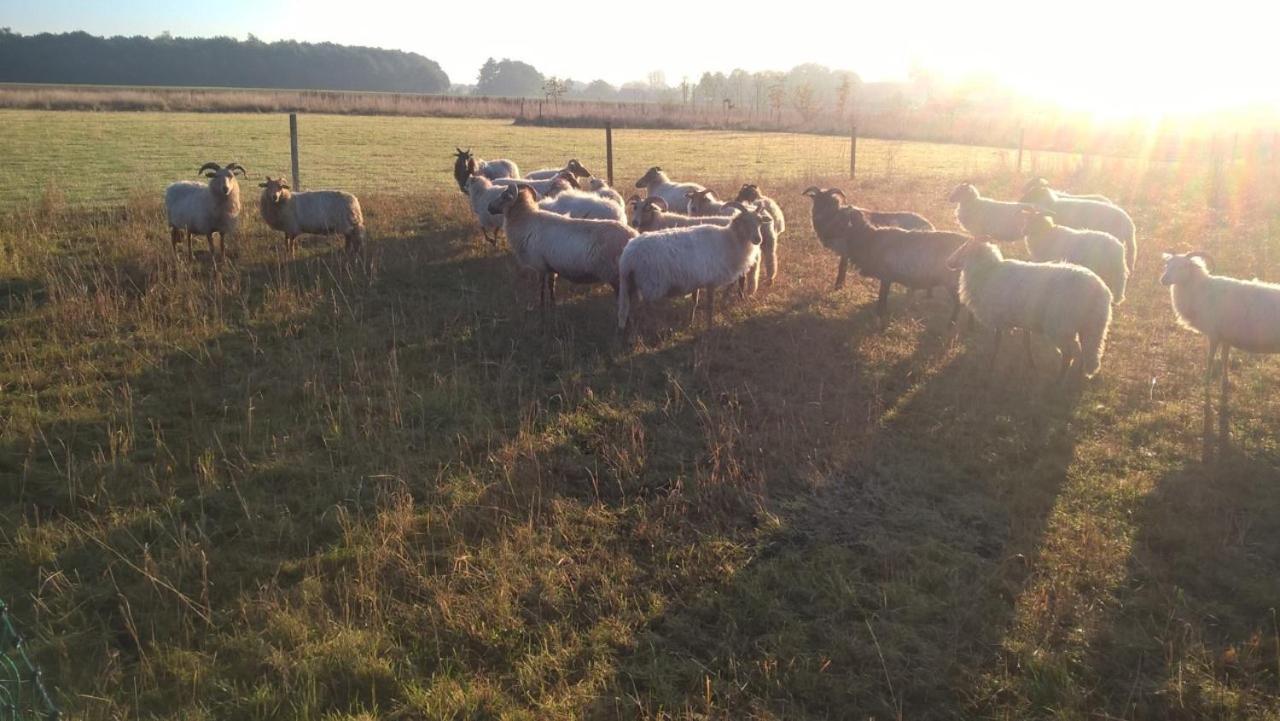 Pipowagen Elsebein Groningen Westerwolde unieke ligging met eigen tuin en vrij uitzicht over veld naar natuurgebied Onstwedde Buitenkant foto