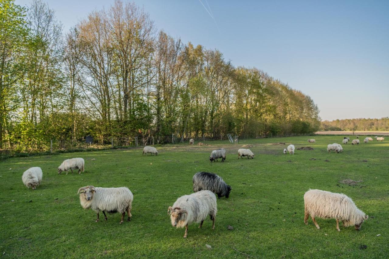 Pipowagen Elsebein Groningen Westerwolde unieke ligging met eigen tuin en vrij uitzicht over veld naar natuurgebied Onstwedde Buitenkant foto